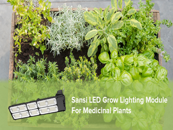 Maximizing Your Cannabis Harvest: Essential Requirements for Home Growing LED Lights