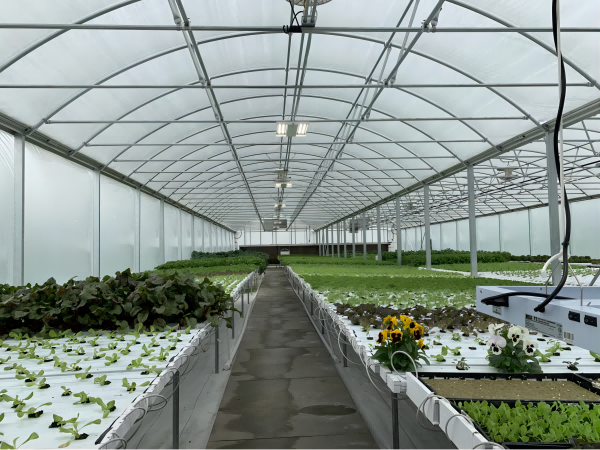 The Insider's Guide to LED Greenhouse Farming Lights
