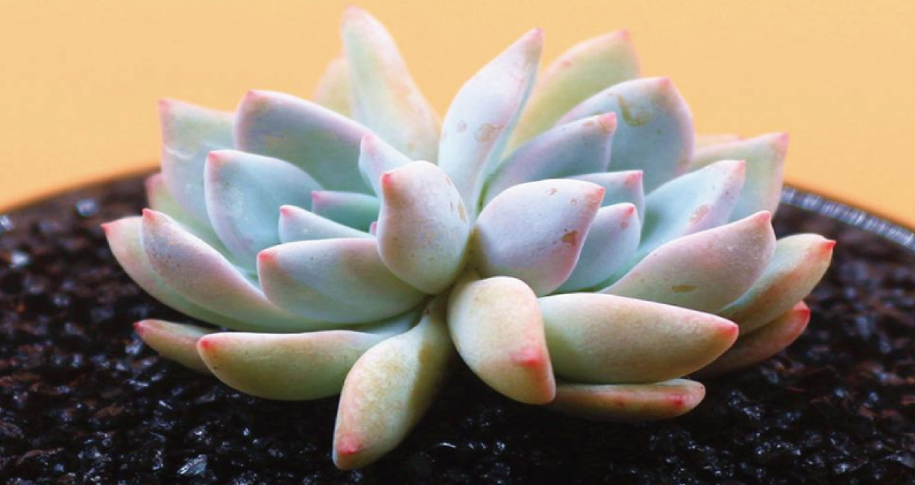 Some Tips You Should Know When Growing Succulents in Summer
