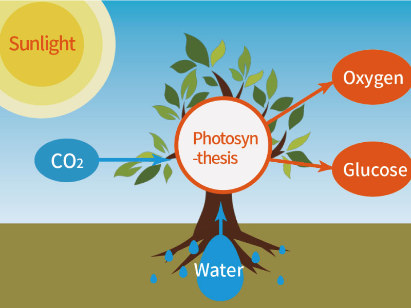 How Does Different Light Quality Influence Plants